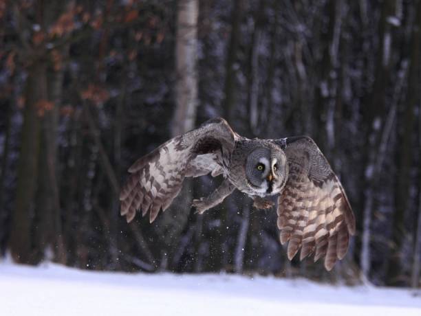 istock Great Grey Owl or Lapland Owl, lat. Strix nebulosa 1199407506