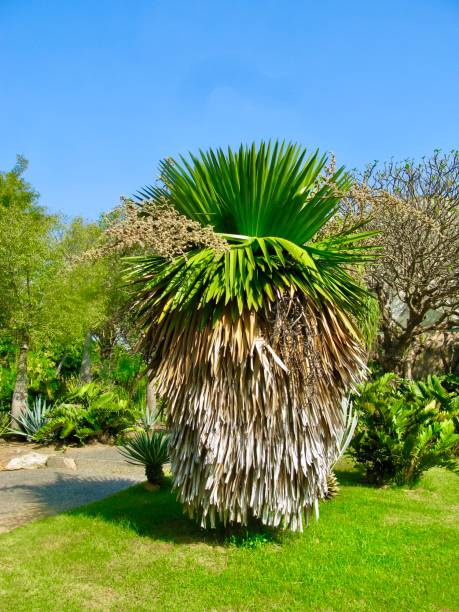 istock Exotic Caranday Palm Tree in A Garden 1199408032