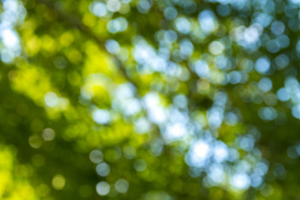 istock Natural green bokeh abstract background 1199409650