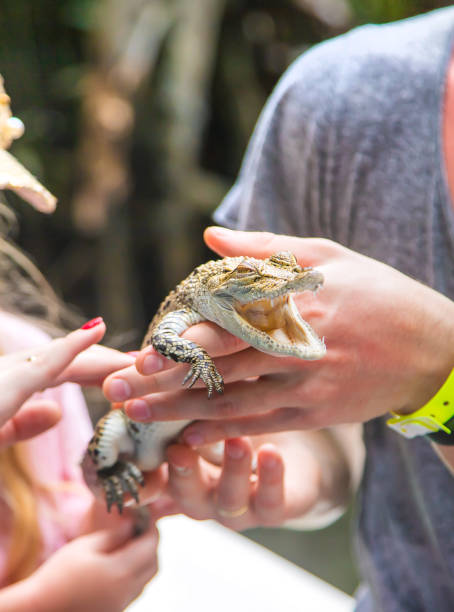istock The child holds a small crocodile in his hands. Selective focus. 1199410399