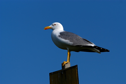 Yellow-legged Gull (Larus michahellis)