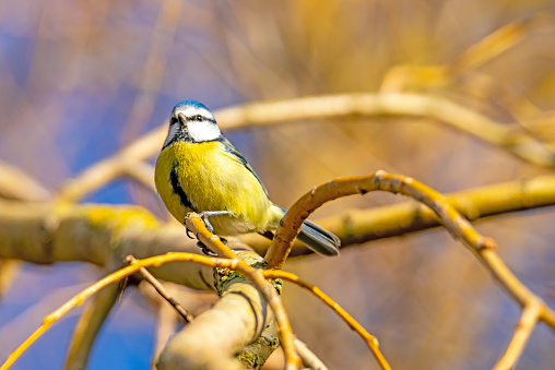 Blue Tit on a twig looking around on a bright winters day in England.