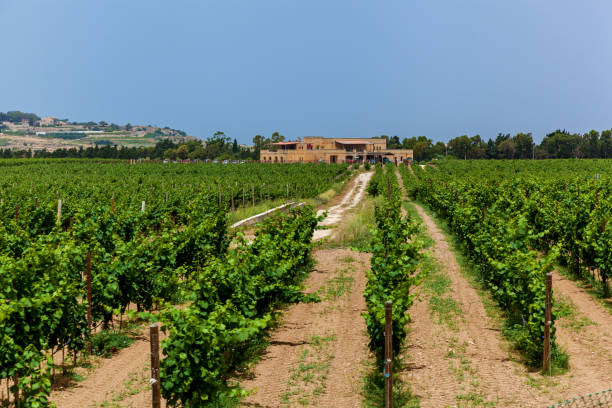 istock Rows of seedlings of young grapes 1199413331
