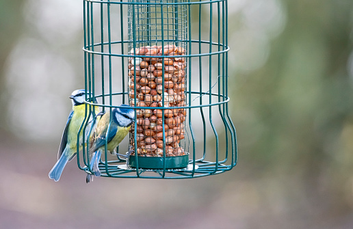 Two Blue Tits on a squirrel proof bird feeder filled with peanuts.