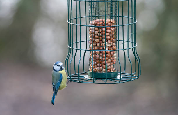 Blue Tit on a squirrel proof bird feeder filled with peanuts.