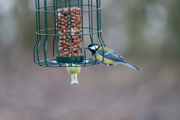 istock 2019 Great Tit on a bird feeder. 1199415138