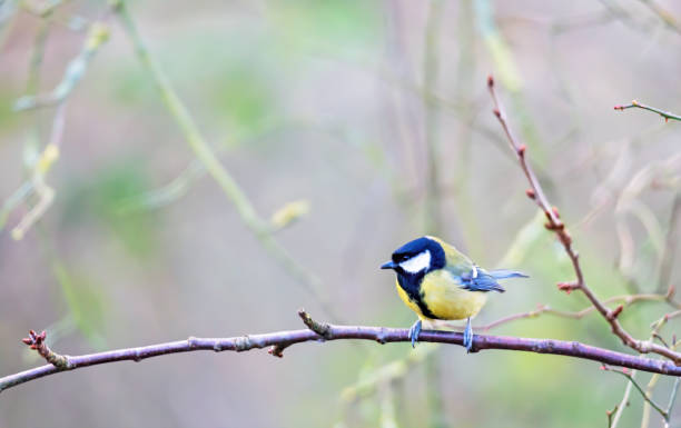 istock 2019 Great Tit on a branch 1199415240