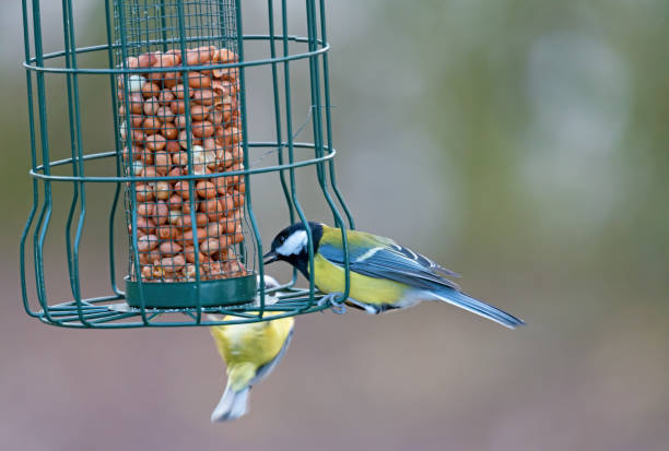 istock 2019 Great Tit and Blue Tit on a bird feeder. 1199415355