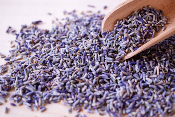 lavanda - flores secas fotografías e imágenes de stock