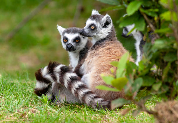 istock Maki catta couple 1199415896