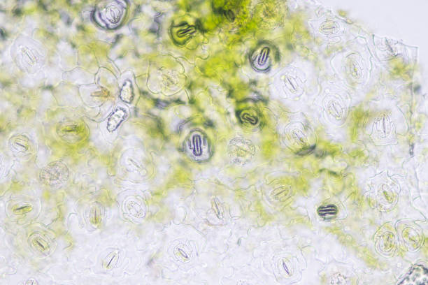 istock Close up Plant epidermis with stomata or Leaf Epidermis (Stomata) under microscope. 1199416513