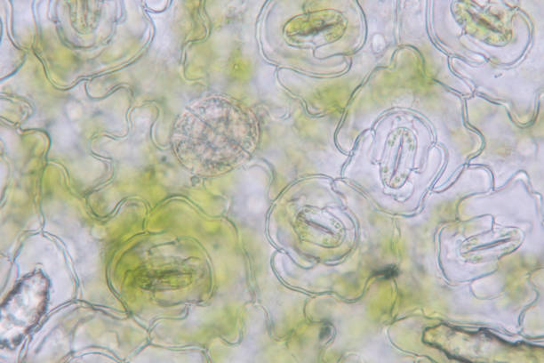 istock Close up Plant epidermis with stomata or Leaf Epidermis (Stomata) under microscope. 1199416514