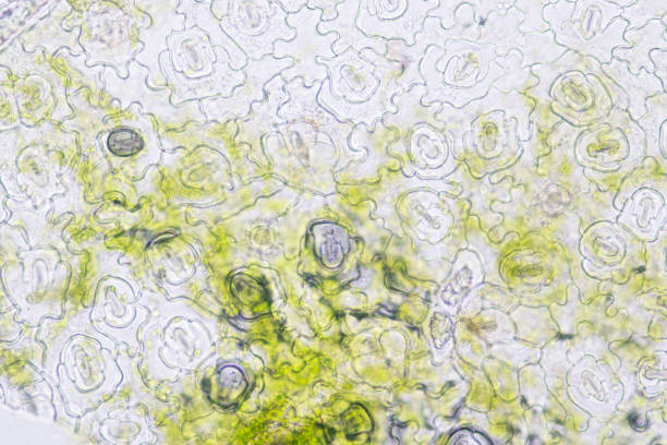 istock Close up Plant epidermis with stomata or Leaf Epidermis (Stomata) under microscope. 1199416516