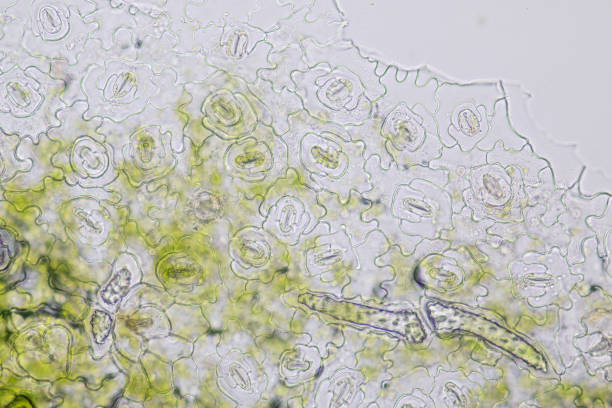 istock Close up Plant epidermis with stomata or Leaf Epidermis (Stomata) under microscope. 1199416519