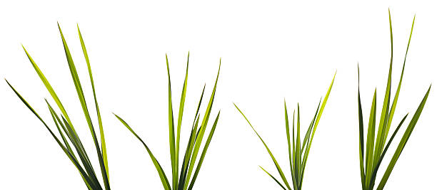 istock Four bunches of grass blades isolate on white background 119941652