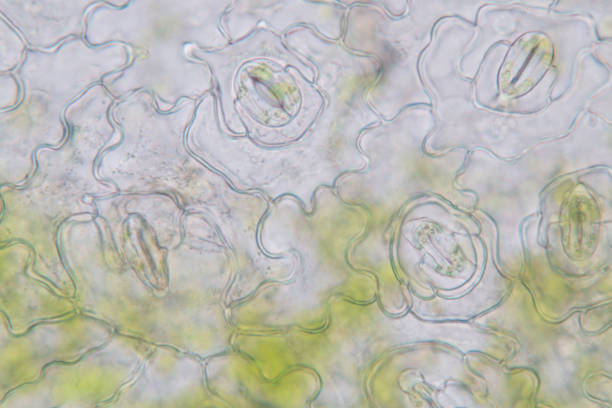 istock Close up Plant epidermis with stomata or Leaf Epidermis (Stomata) under microscope. 1199416524