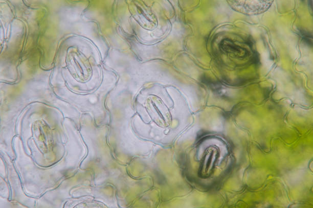 primo piatto epidermide vegetale con stomi o epidermide fogliare (stomata) al microscopio. - guard cells foto e immagini stock