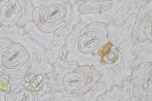 istock Close up Plant epidermis with stomata or Leaf Epidermis (Stomata) under microscope. 1199416531