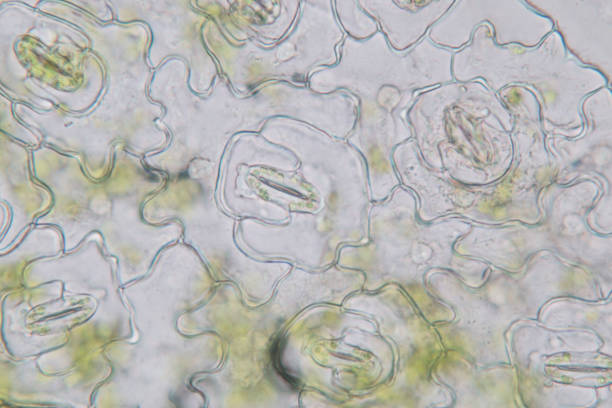 istock Close up Plant epidermis with stomata or Leaf Epidermis (Stomata) under microscope. 1199416540