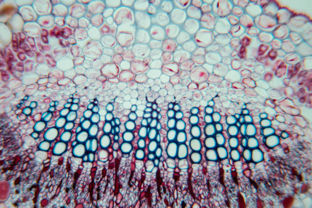 istock Cross-section leaf Plant of under the microscope for classroom education. 1199416549