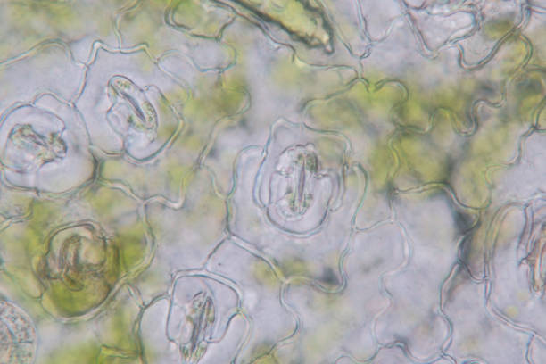 istock Close up Plant epidermis with stomata or Leaf Epidermis (Stomata) under microscope. 1199416556