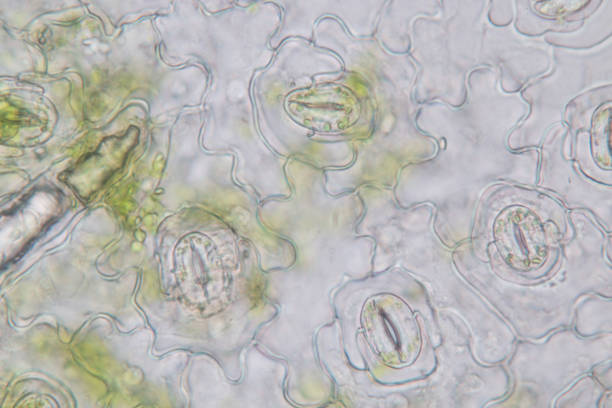 istock Close up Plant epidermis with stomata or Leaf Epidermis (Stomata) under microscope. 1199416565