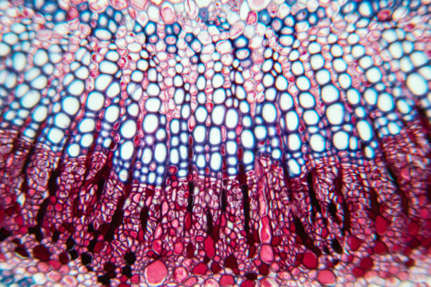 istock Cross-section leaf Plant of under the microscope for classroom education. 1199416566