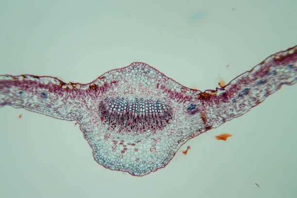 istock Cross-section leaf Plant of under the microscope for classroom education. 1199416569