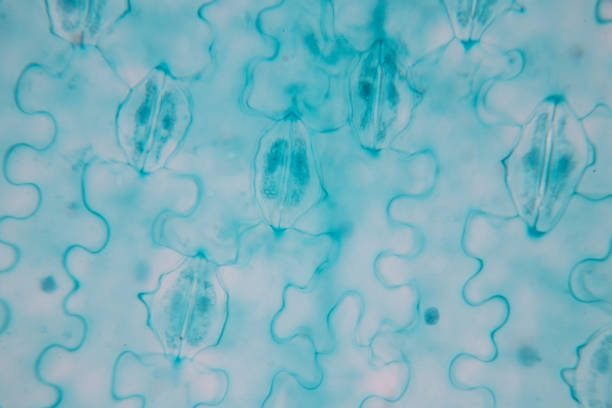 istock Close up Plant epidermis with stomata or Leaf Epidermis (Stomata) under microscope. 1199416583