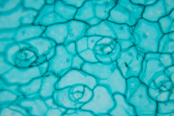 istock Close up Plant epidermis with stomata or Leaf Epidermis (Stomata) under microscope. 1199416642