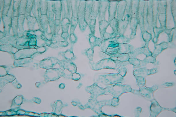 foglia trasversale pianta al microscopio per l'istruzione in classe. - guard cells foto e immagini stock