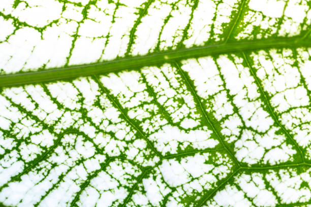 Close up Plant epidermis with stomata or Leaf Epidermis (Stomata) under microscope.