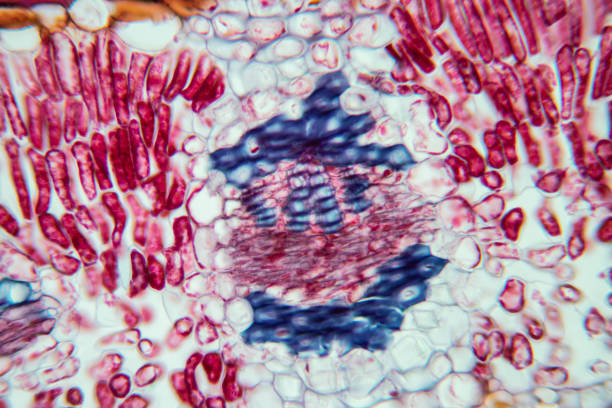 istock Cross-section leaf Plant of under the microscope for classroom education. 1199416699