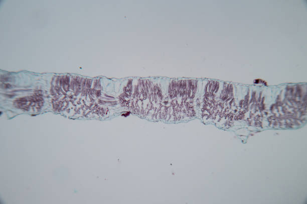 教室教育用顕微鏡下の断面葉工場。 - guard cells ストックフォトと画像