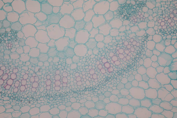 istock Cross-section leaf Plant of under the microscope for classroom education. 1199416709