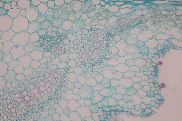 istock Cross-section leaf Plant of under the microscope for classroom education. 1199416716