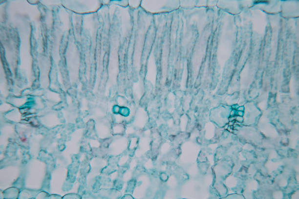 教室教育用顕微鏡下の断面葉工場。 - guard cells ストックフォトと画像