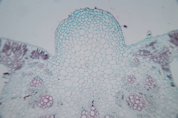 foglia trasversale pianta al microscopio per l'istruzione in classe. - guard cells foto e immagini stock