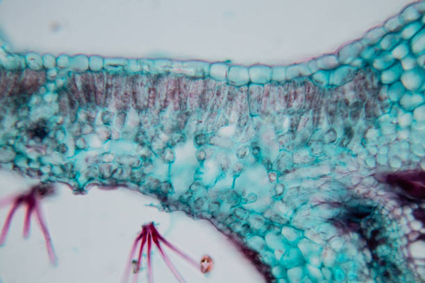istock Cross-section leaf Plant of under the microscope for classroom education. 1199416748