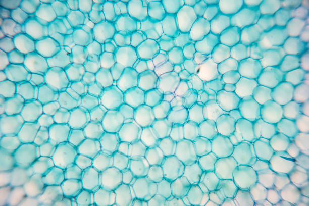 foglia trasversale pianta al microscopio per l'istruzione in classe. - guard cells foto e immagini stock