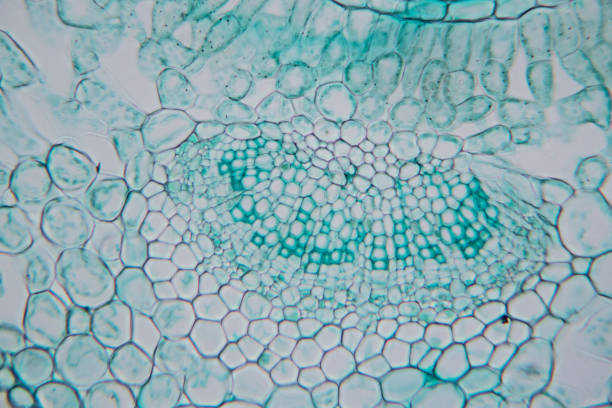 istock Cross-section leaf Plant of under the microscope for classroom education. 1199416793