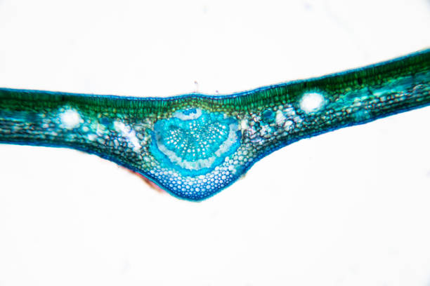 istock Cross-section leaf Plant of under the microscope for classroom education. 1199417338