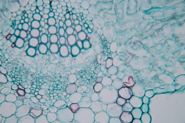 istock Cross-section leaf Plant of under the microscope for classroom education. 1199417346