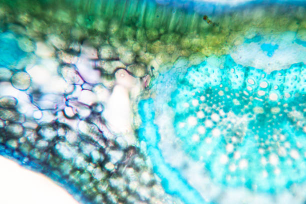 foglia trasversale pianta al microscopio per l'istruzione in classe. - guard cells foto e immagini stock