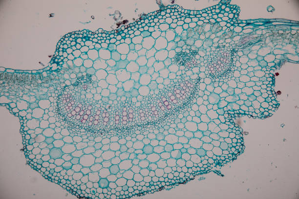 istock Cross-section leaf Plant of under the microscope for classroom education. 1199417407