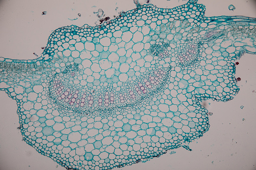 Cross-section leaf Plant of under the microscope for classroom education.