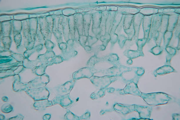 foglia trasversale pianta al microscopio per l'istruzione in classe. - guard cells foto e immagini stock