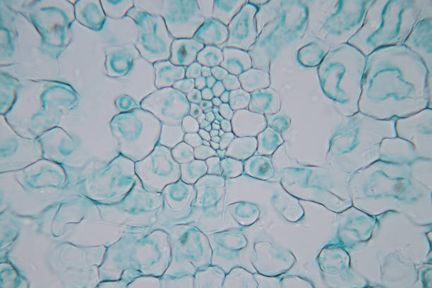 istock Cross-section leaf Plant of under the microscope for classroom education. 1199417414