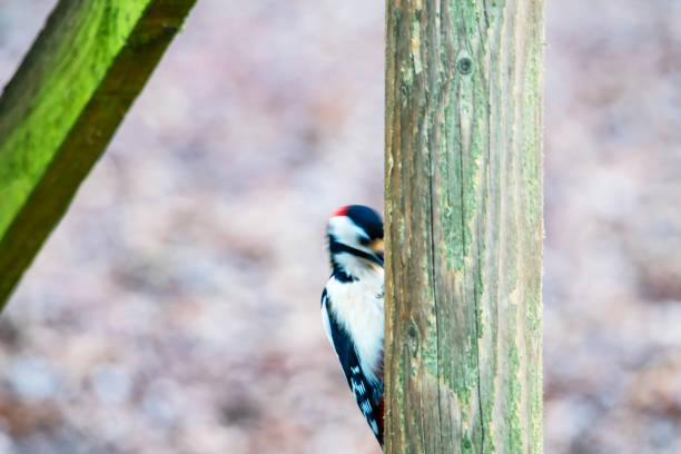 Greater Spotted Woodpecker on a wooden stake