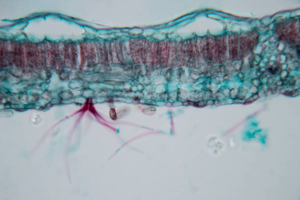 istock Cross-section leaf Plant of under the microscope for classroom education. 1199417445